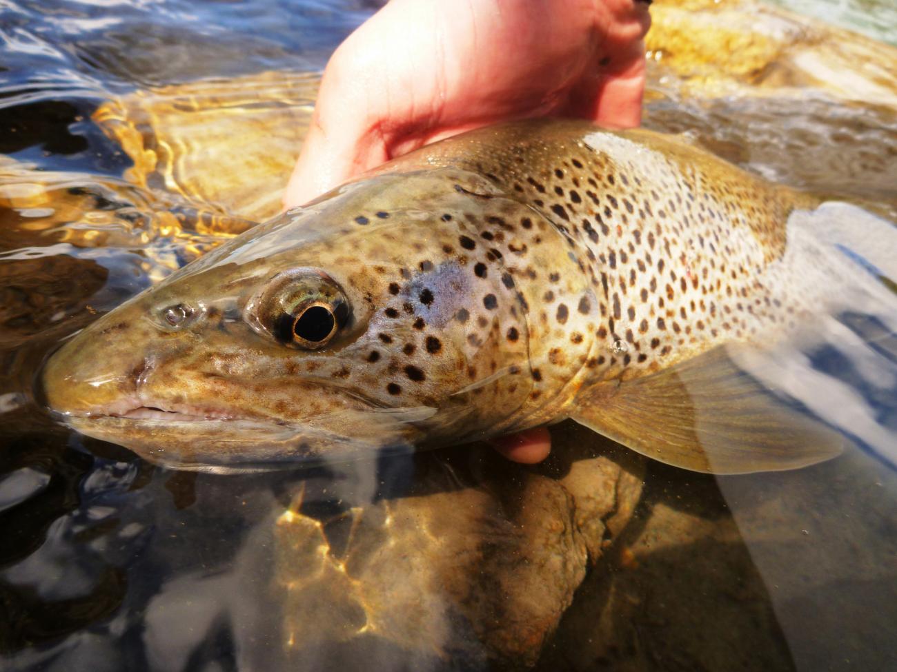 Grandes truchas ¡hay que entenderlas para pescarlas mejor! Truchas & Cia