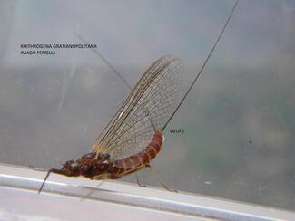 RHITHROGENA GRATIANOPOLITANA - Imago femelle