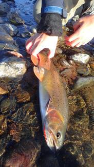 Rainbow Trout