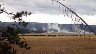 yellowstone