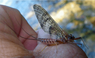 Ecdyonurus spec. subimago femelle