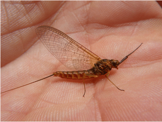 Ecdyonurus Venosus imago insecto femenino