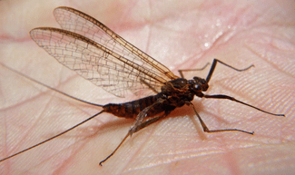 Ecdyonurus Venosus imago femelle après la ponte - Fin de vie