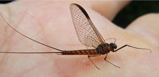 Ecdyonurus Forcipula imago insecto macho