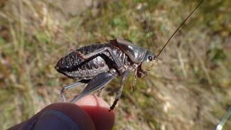 Mormon Cricket