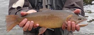 Fine Spotted Snake River Cutthroat