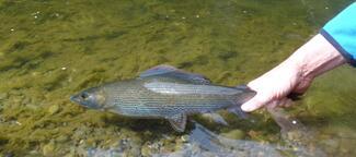 Pesca con mosca en Escocia