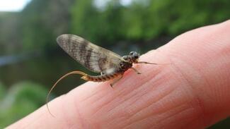 Pesca con mosca en Escocia