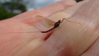 Pesca con mosca en Escocia