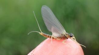 Pesca con mosca en Escocia