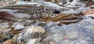 Pesca con mosca en Escocia