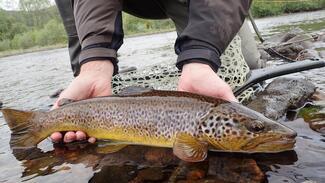 Pesca con mosca en Escocia