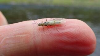 Pesca con mosca en Escocia